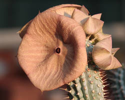 Le hoodia gordonii, plante de la minceur