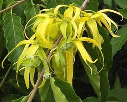 Les propriétés théraeutiques de l'Ylang Ylang